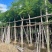 桃花心木8公分一10公分都有货