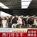西门他尔牛苗小黄牛活体鲁西黄牛出售黄牛犊价格牛崽