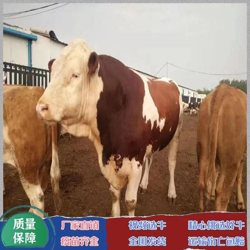 西门他尔牛苗小黄牛活体鲁西黄牛出售黄牛犊价格牛崽