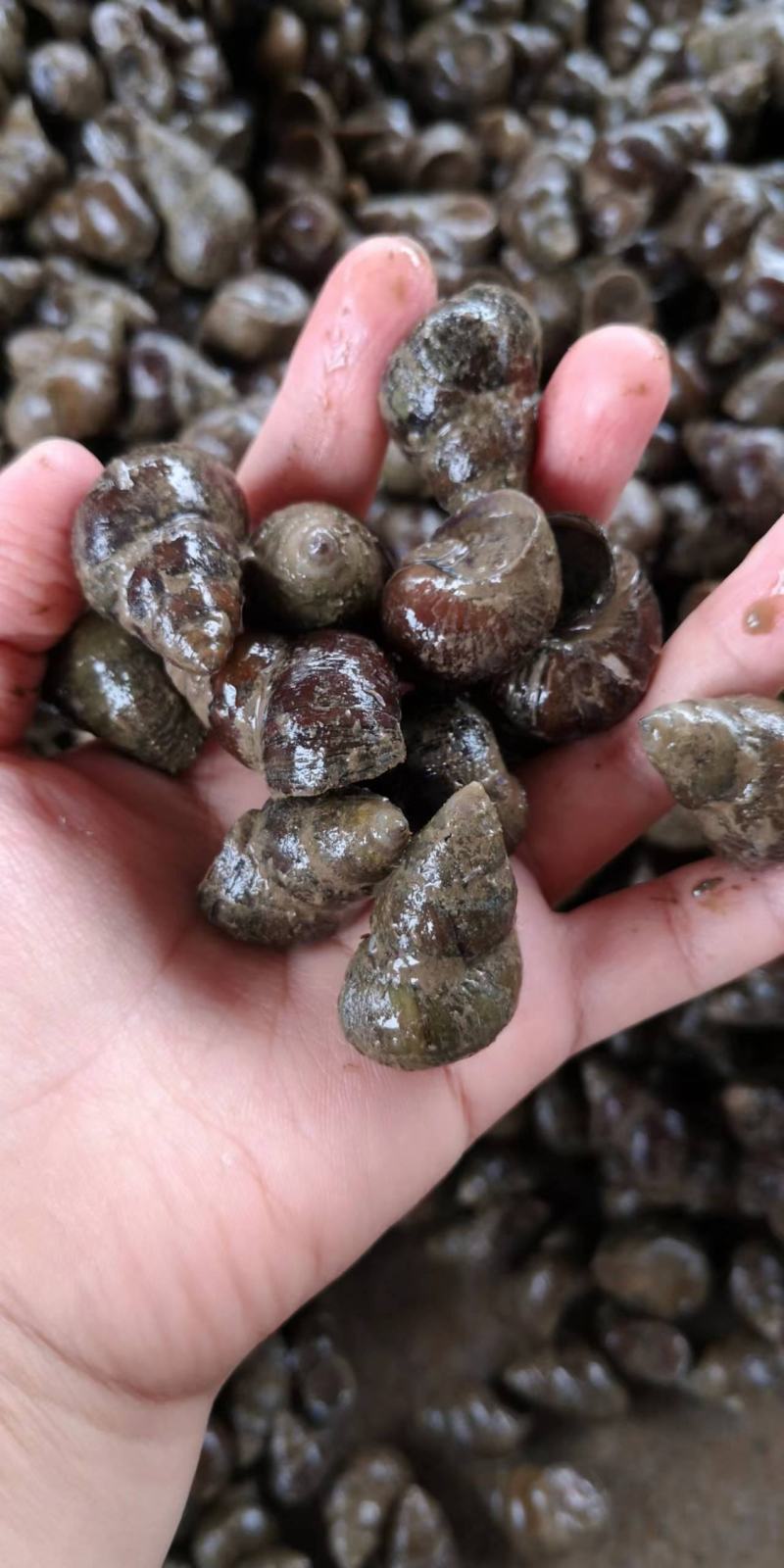 湖北螺狮货源充足，质量保证，规格齐全，量大从优