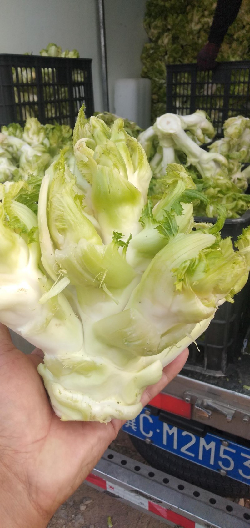 儿菜，鲜菜现货净菜，专业种植，产区直销，工人精拣上车