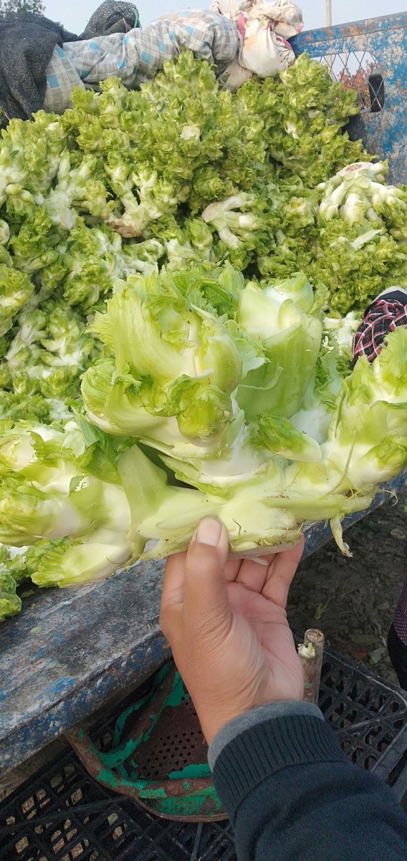 儿菜，鲜菜现货净菜，专业种植，产区直销，工人精拣上车
