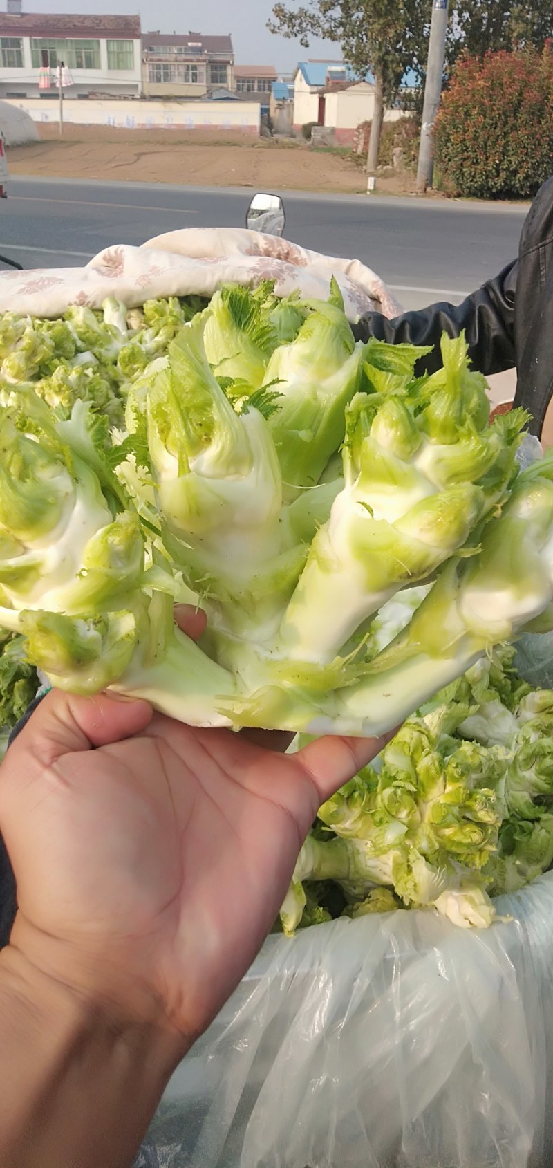 儿菜，鲜菜现货净菜，专业种植，产区直销，工人精拣上车