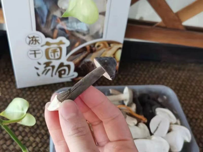 高端菌汤包，冻干技术，原色原味，冻干菌菇汤