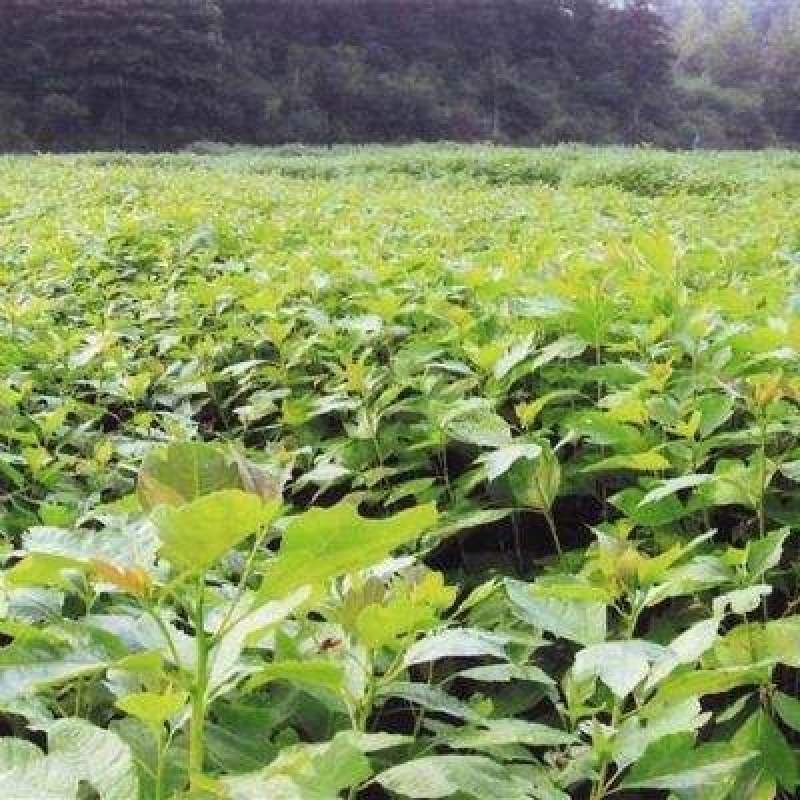 檫木苗（花秋苗）一年苗二年苗