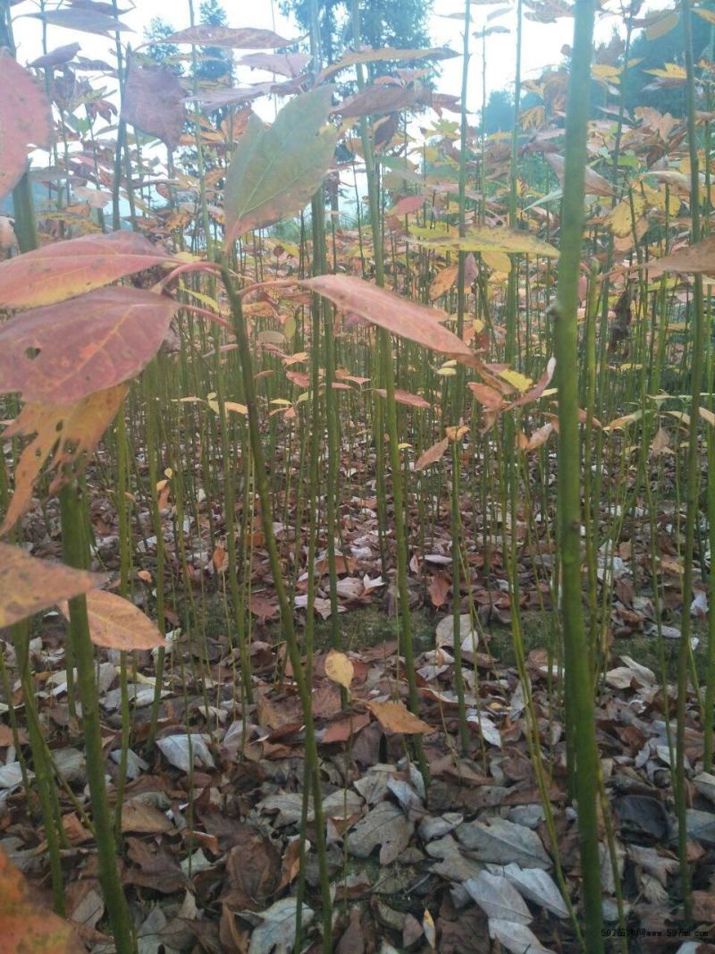 檫木苗（花秋苗）一年苗二年苗