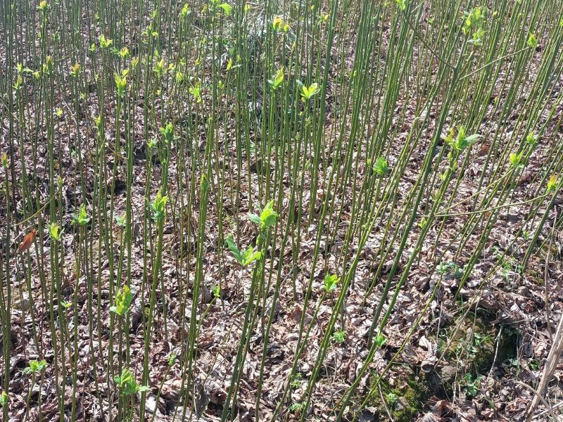 檫木苗（花秋苗）一年苗二年苗