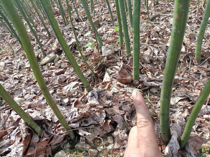 檫木苗（花秋苗）一年苗二年苗