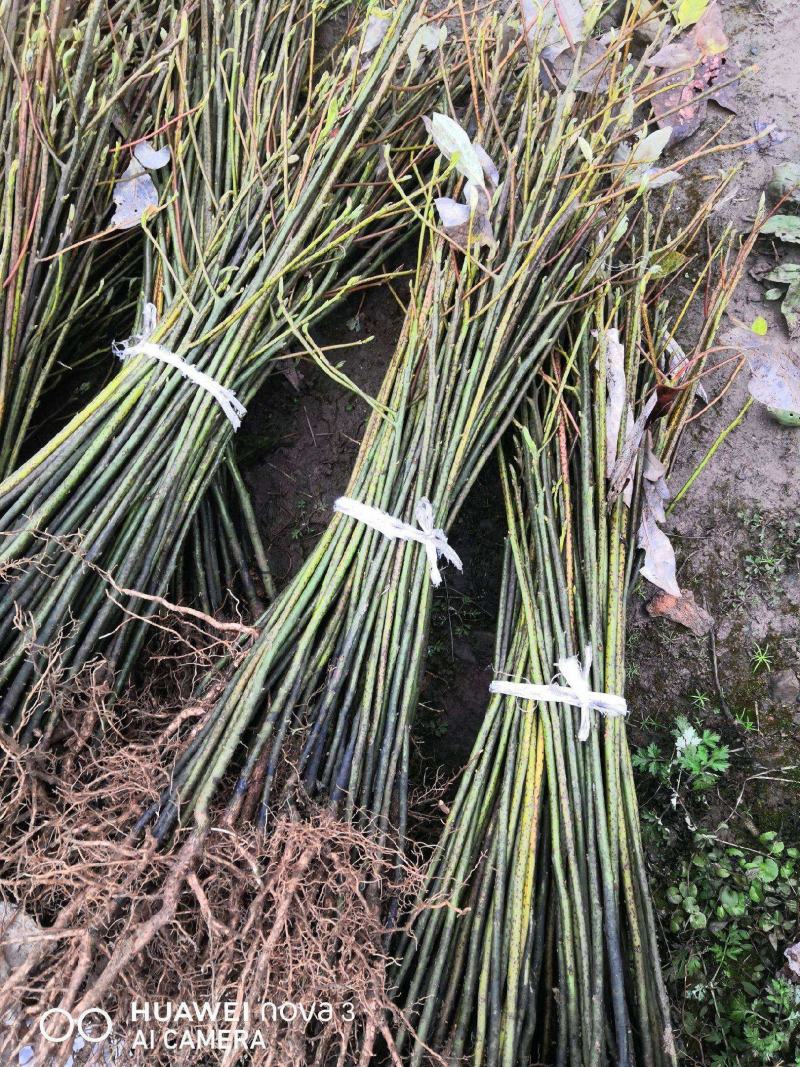 檫木苗（花秋苗）一年苗二年苗