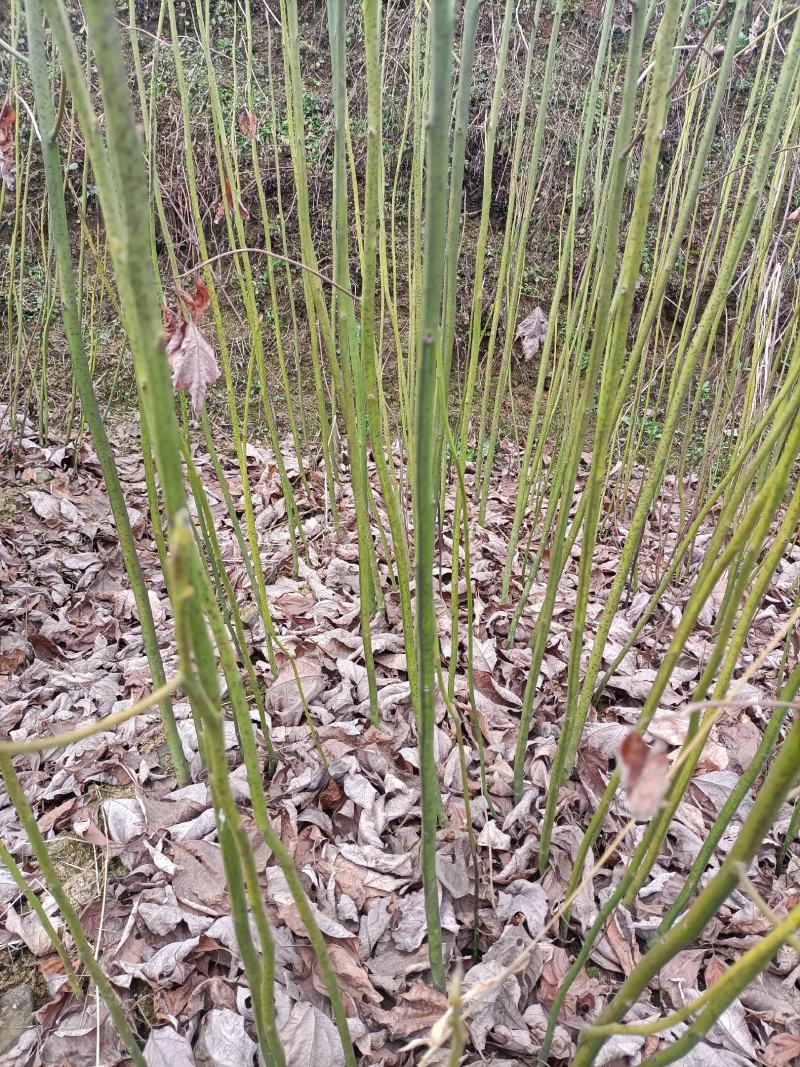 檫木苗（花秋苗）一年苗二年苗