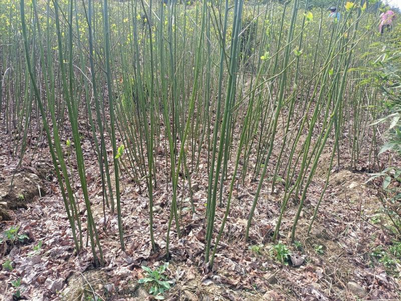 檫木苗（花秋苗）一年苗二年苗