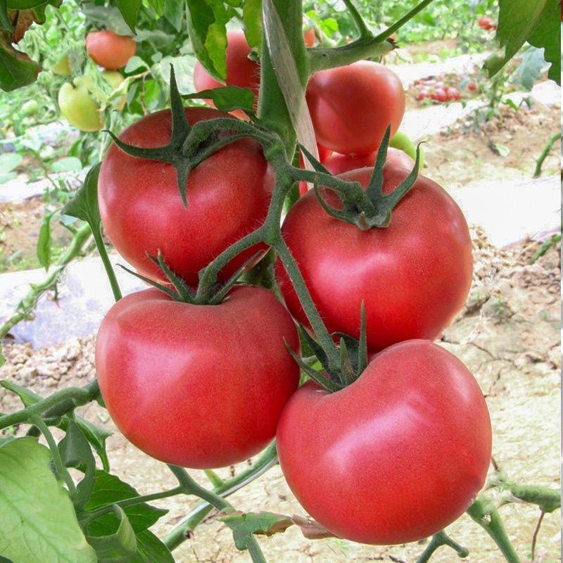 高产大红番茄种子红果西红柿种籽无限生长型合作903蔬菜种