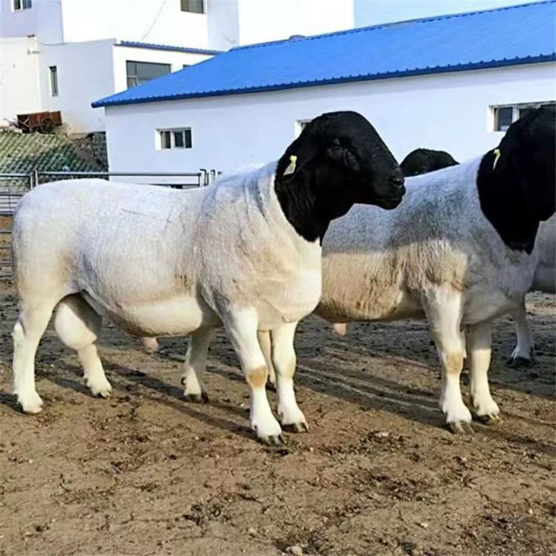 黑头杜波绵羊头胎怀孕母羊二胎怀孕母羊种公羊成年公羊