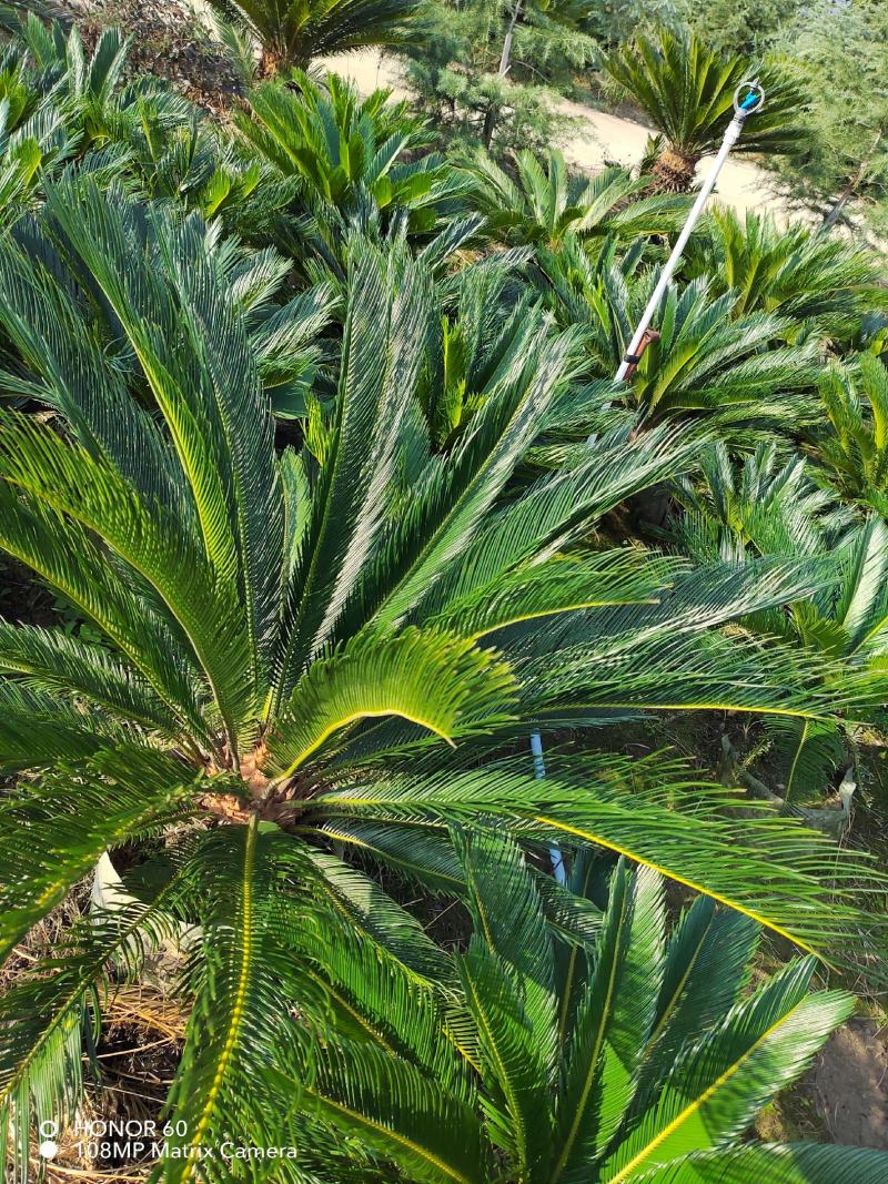 贵州铁树基地精品铁树大盆栽花规格齐全，货量充足，可视频货