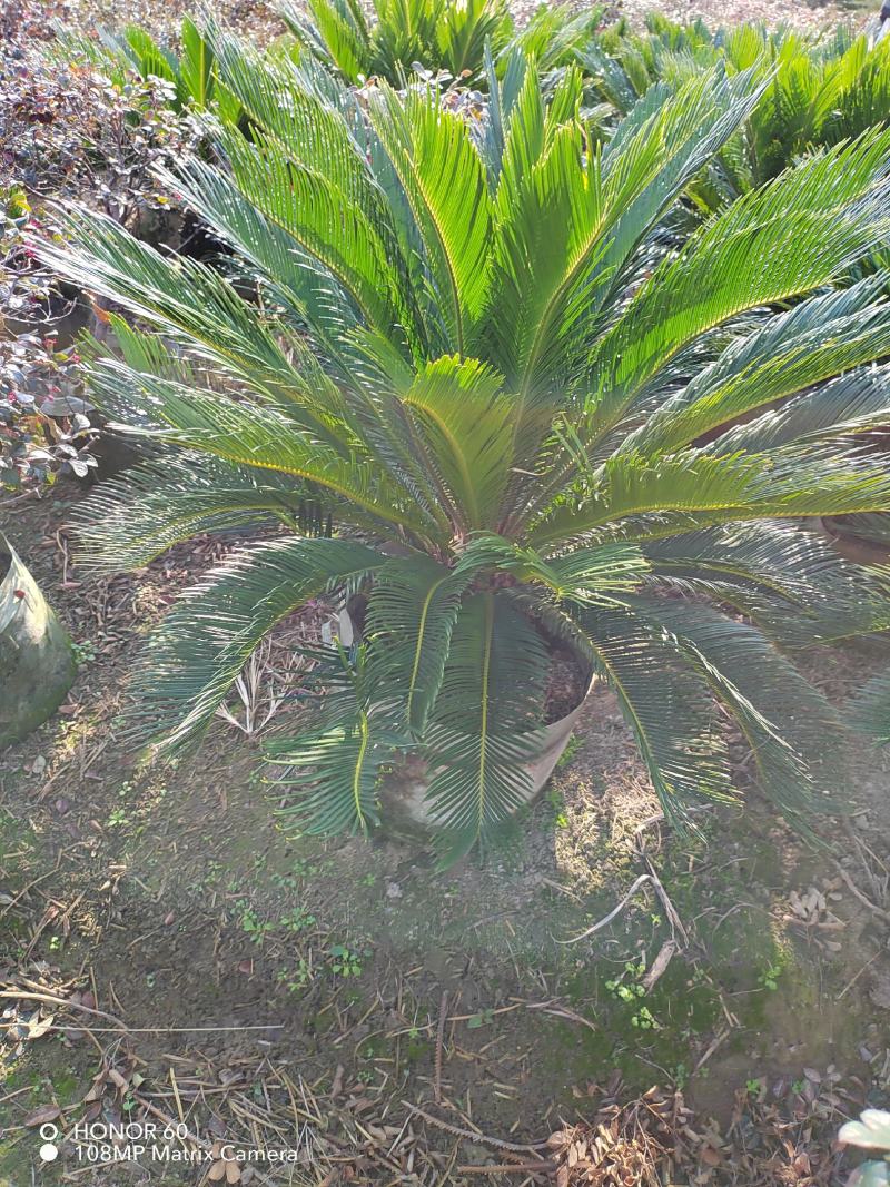 贵州铁树基地精品铁树大盆栽花规格齐全，货量充足，可视频货