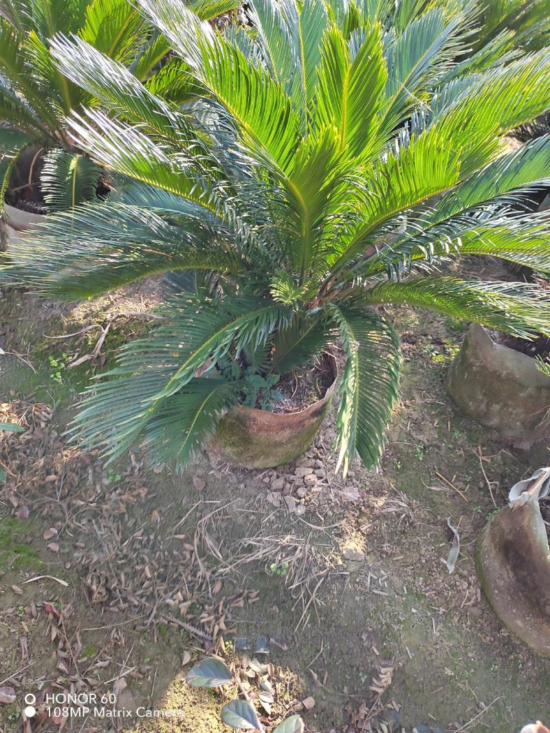 贵州铁树基地精品铁树大盆栽花规格齐全，货量充足，可视频货