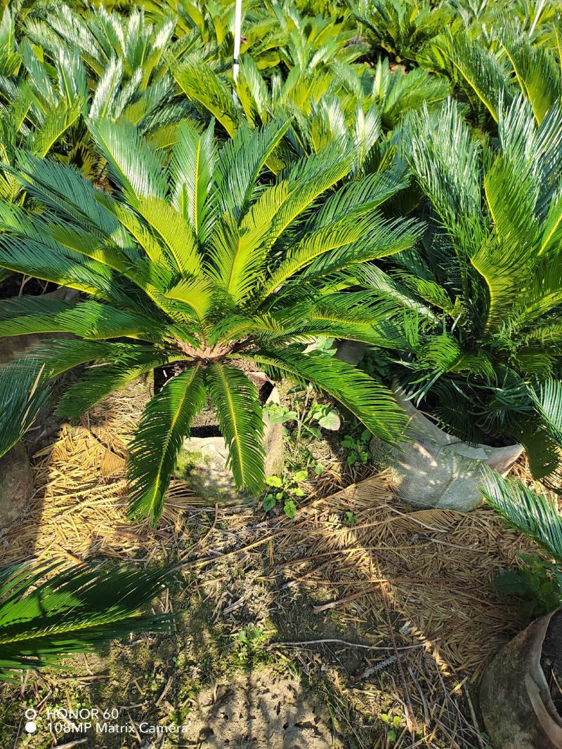 贵州铁树基地精品铁树大盆栽花规格齐全，货量充足，可视频货