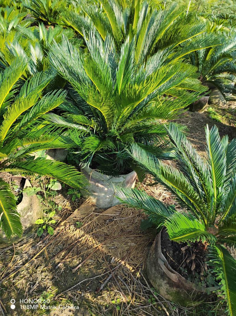 贵州铁树基地精品铁树大盆栽花规格齐全，货量充足，可视频货