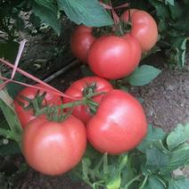 春秋四季合作906粉红番茄西红柿种子籽早熟露地大棚高产抗