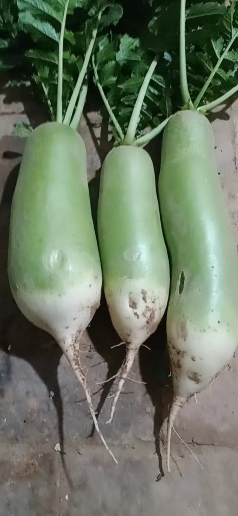 萝卜