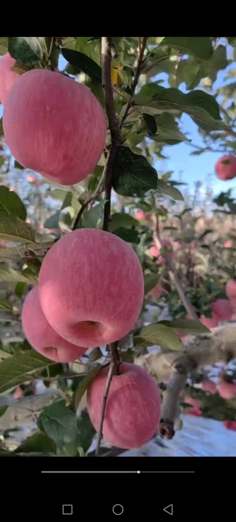 红富士苹果