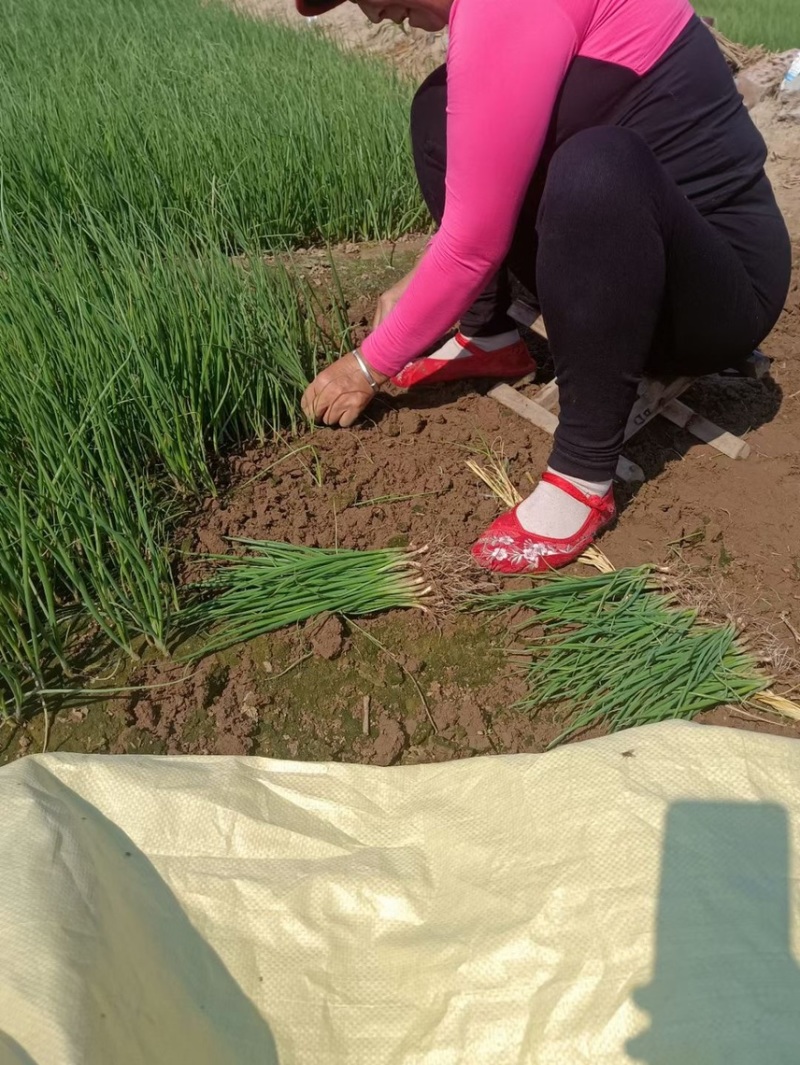 【推荐】东北内蒙甘肃优质洋葱苗包技术指导
