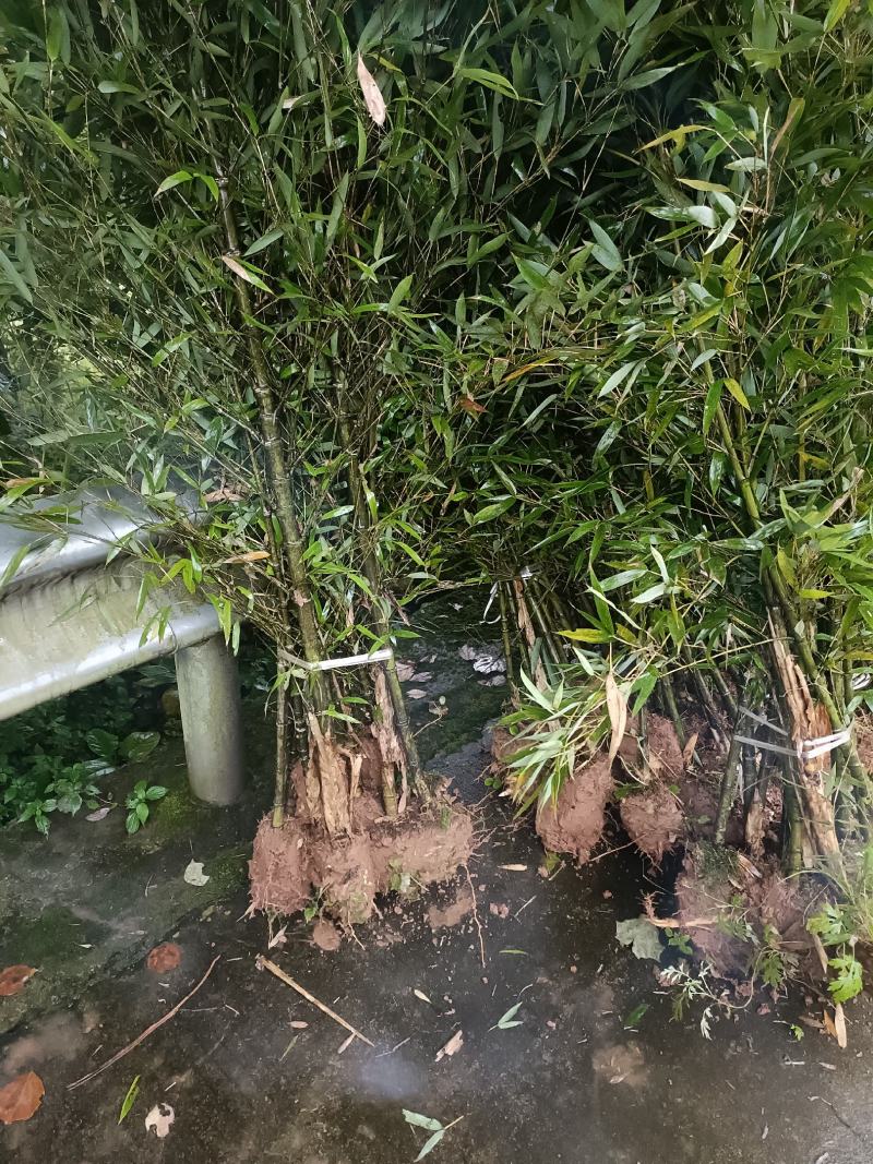 人面竹