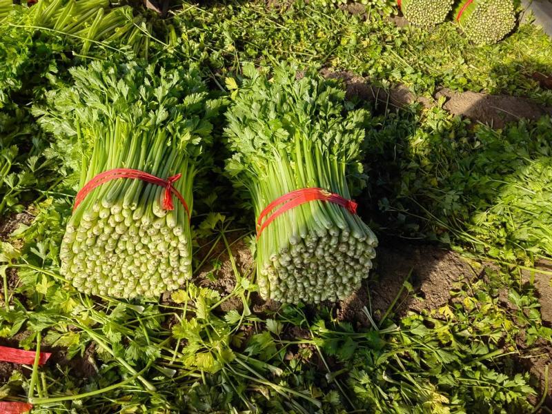 芹菜大量上市欢迎各地客商采购视频看货直供各大商超