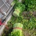 芹菜大量上市欢迎各地客商采购视频看货直供各大商超