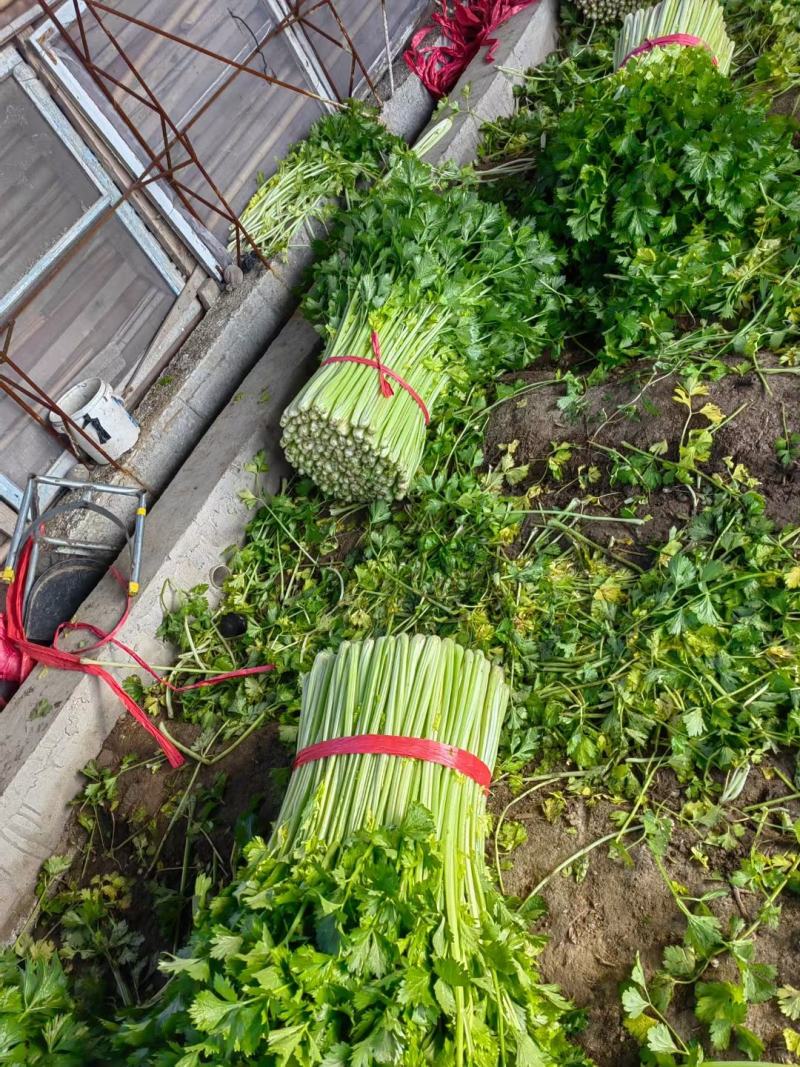 芹菜大量上市欢迎各地客商采购视频看货直供各大商超