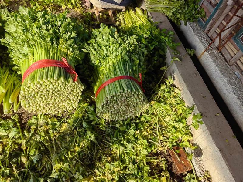 芹菜大量上市欢迎各地客商采购视频看货直供各大商超