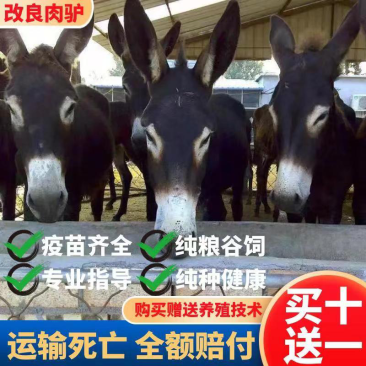 肉驴德州驴关中驴乌头驴驹三粉驴德州驴驹买十送一