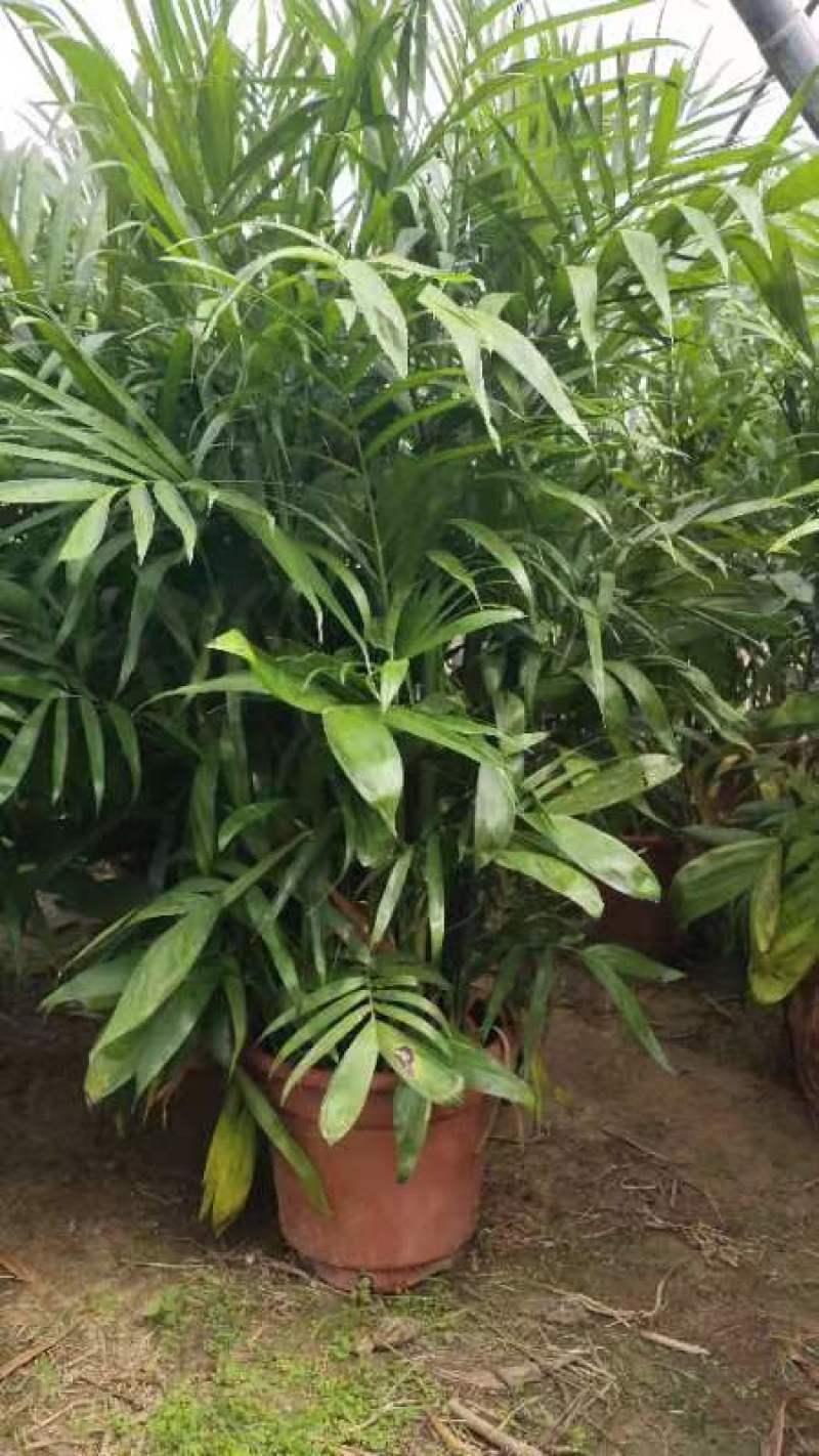 夏威夷成品，自然高度150公分至160公分。每盆15条
