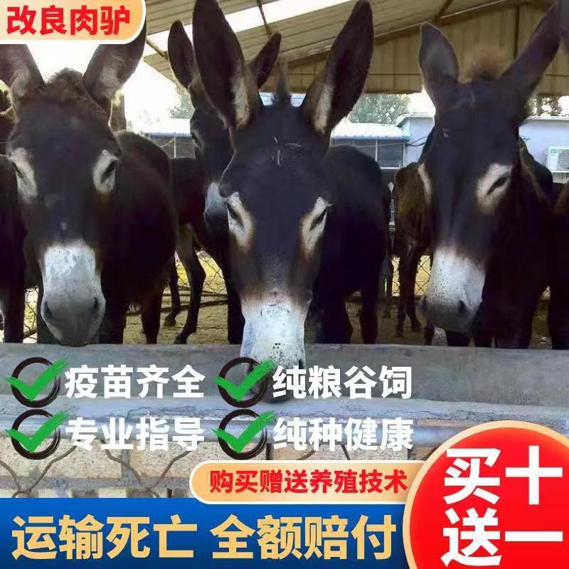 肉驴德州驴关中驴乌头驴驹三粉驴德州驴驹买十送一