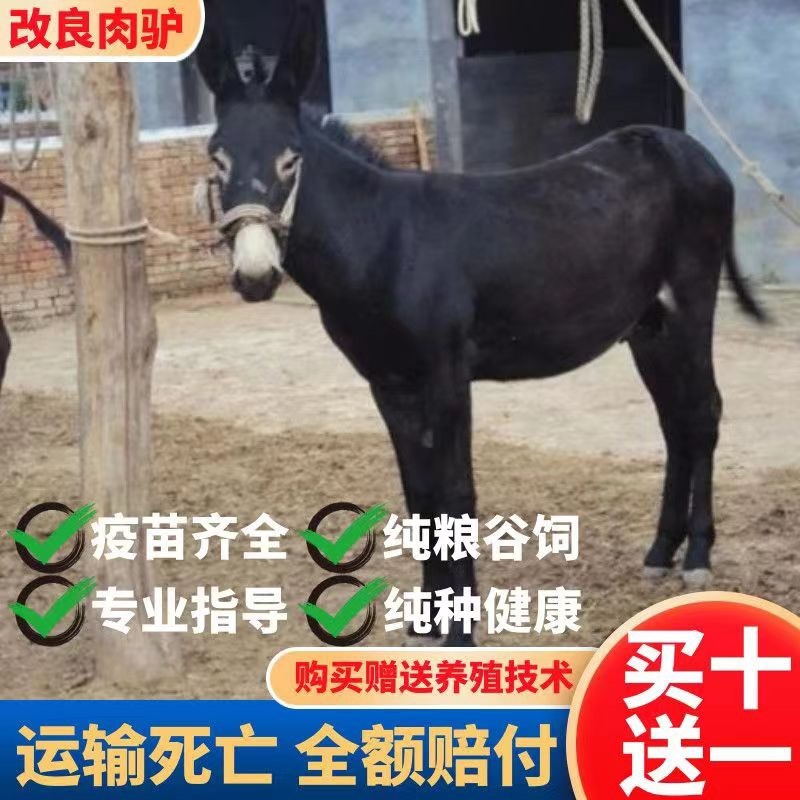 肉驴德州驴关中驴乌头驴驹三粉驴德州驴驹买十送一