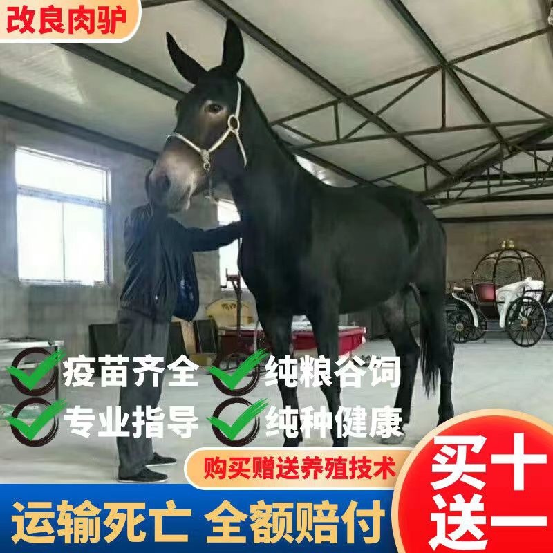 肉驴德州驴关中驴乌头驴驹三粉驴德州驴驹买十送一