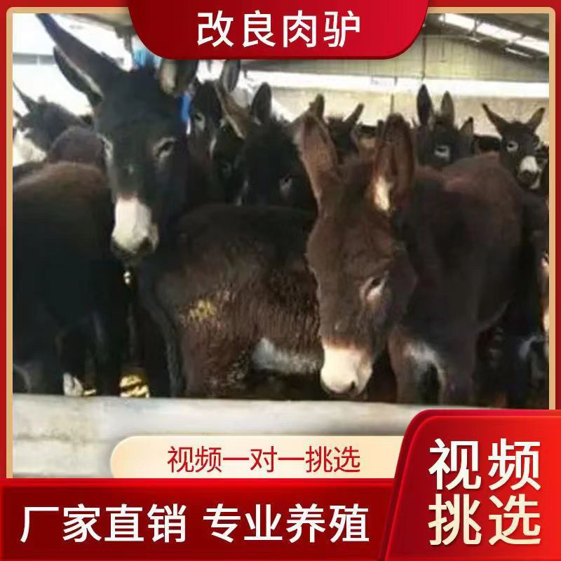 肉驴德州驴关中驴乌头驴驹三粉驴德州驴驹买十送一