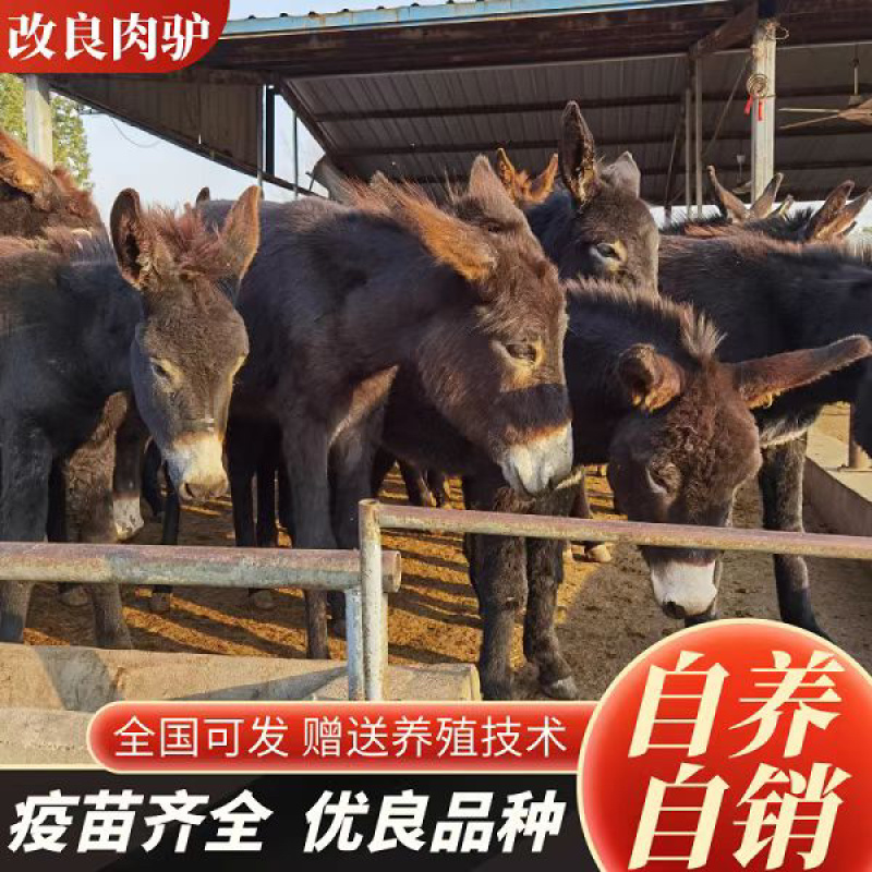 肉驴德州驴关中驴乌头驴驹三粉驴德州驴驹买十送一
