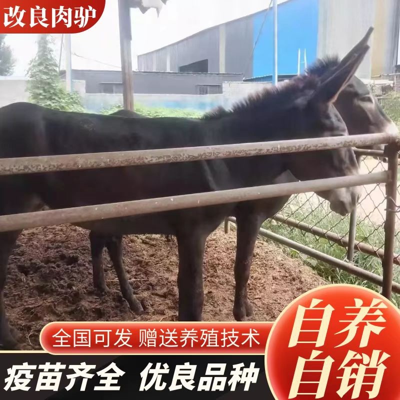 肉驴德州驴关中驴乌头驴驹三粉驴德州驴驹买十送一