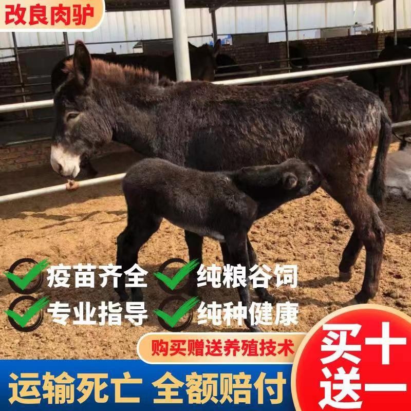 肉驴德州驴关中驴乌头驴驹三粉驴德州驴驹买十送一