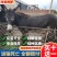 肉驴德州驴关中驴乌头驴驹三粉驴德州驴驹买十送一