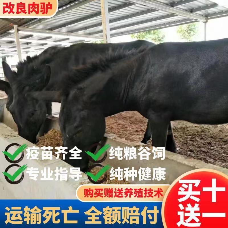 肉驴德州驴关中驴乌头驴驹三粉驴德州驴驹买十送一