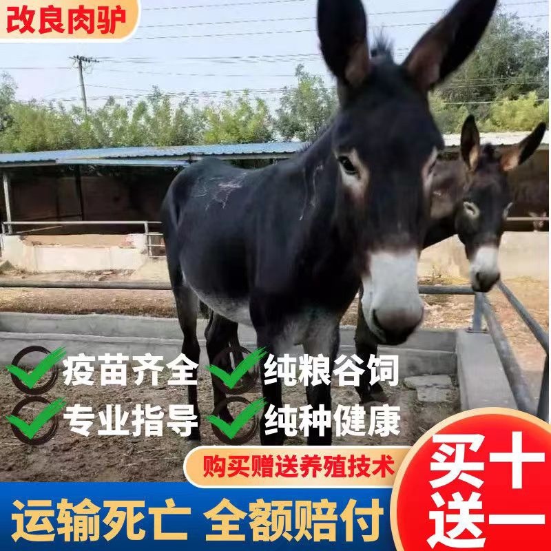 肉驴德州驴关中驴乌头驴驹三粉驴德州驴驹买十送一