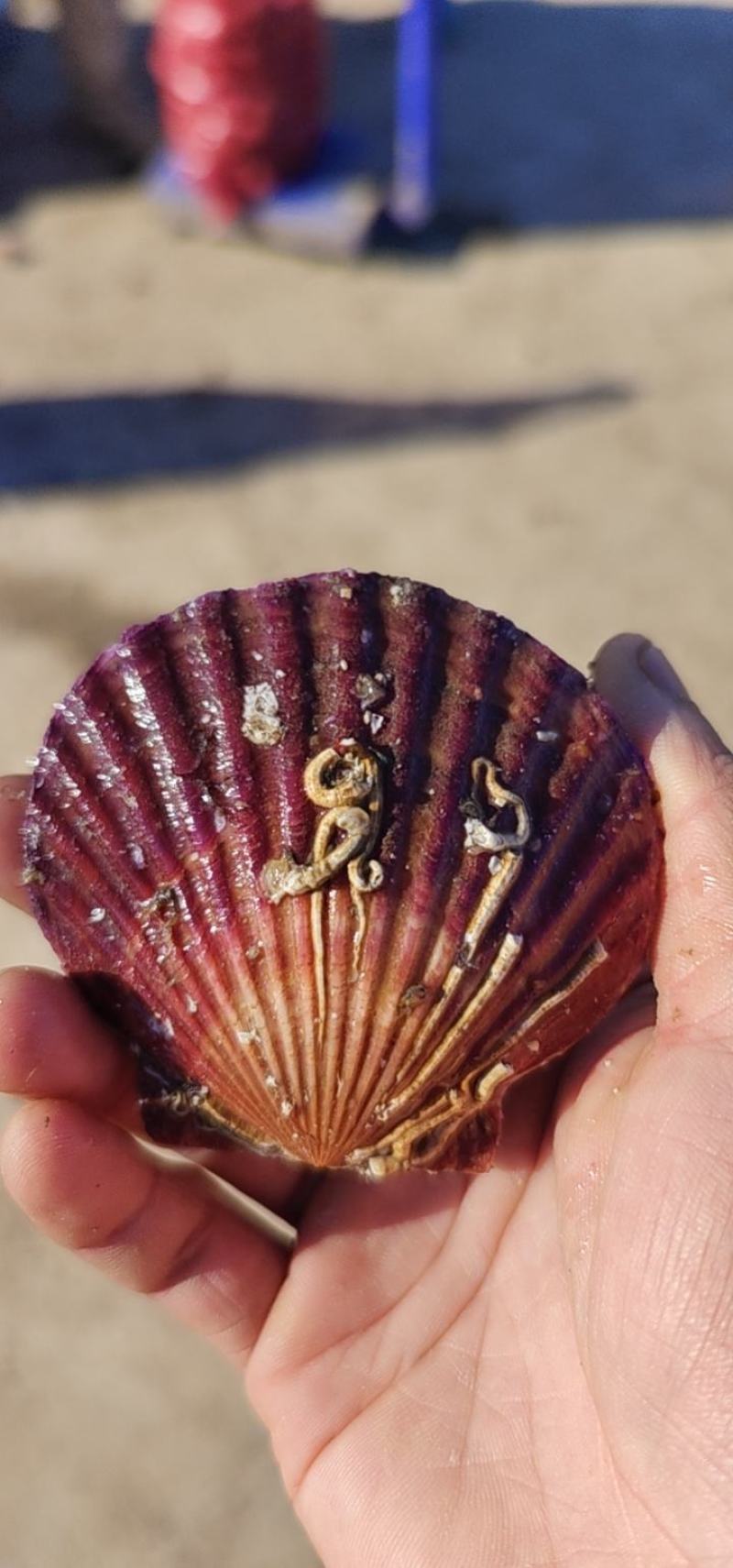 精品港湾贝小红贝一手货源产地直供欢迎各位老板前来咨询