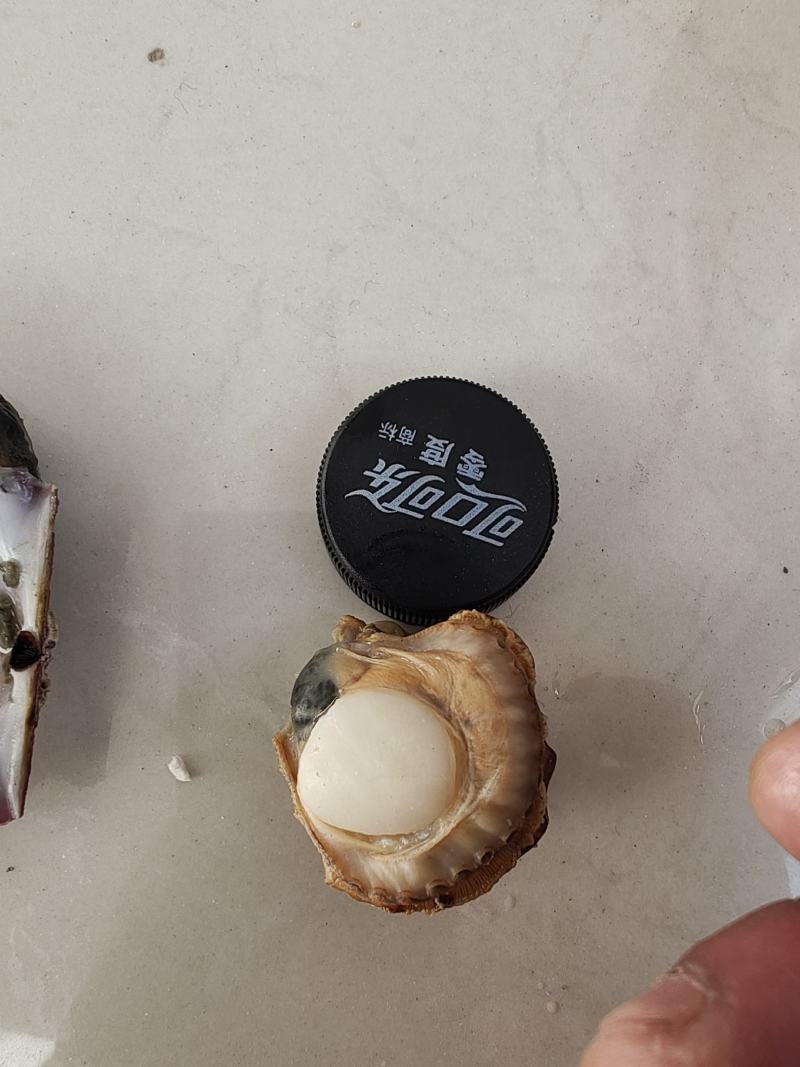 精品港湾贝小红贝一手货源产地直供欢迎各位老板前来咨询