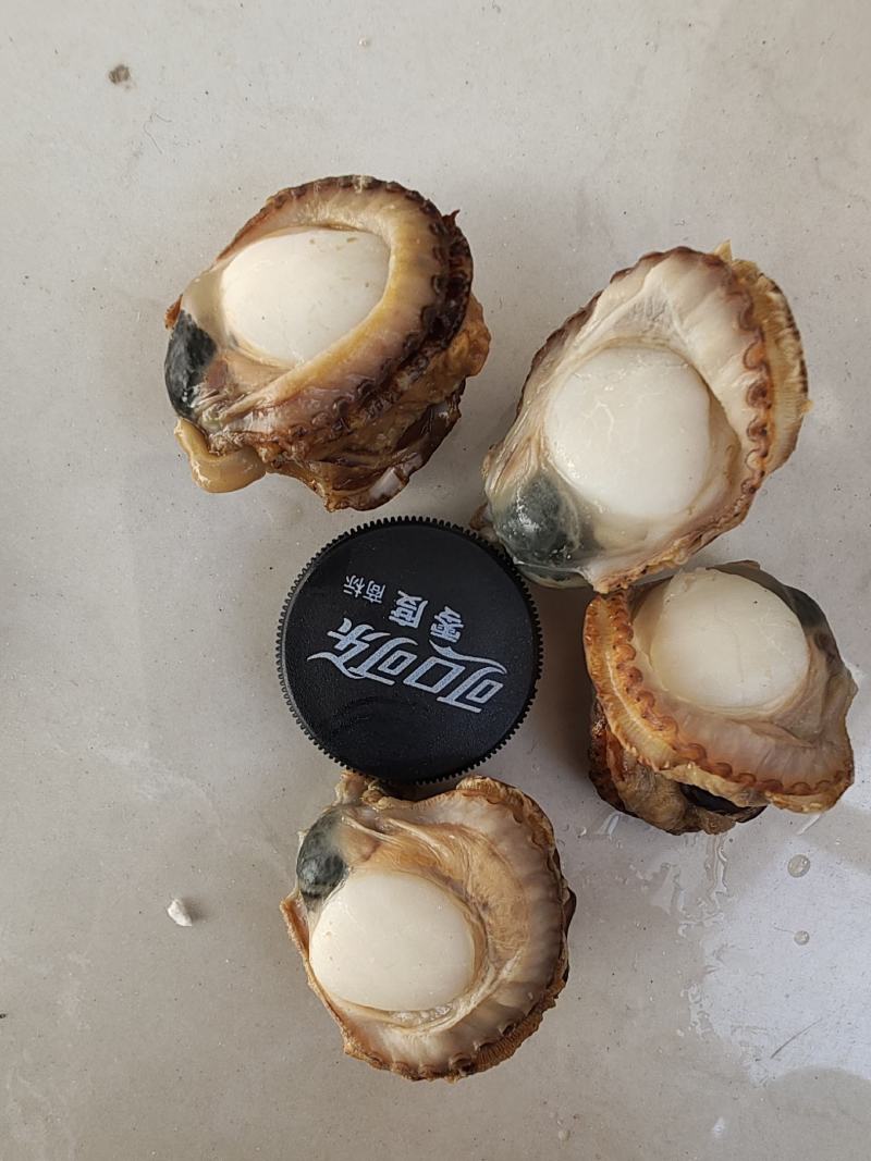 精品港湾贝小红贝一手货源产地直供欢迎各位老板前来咨询