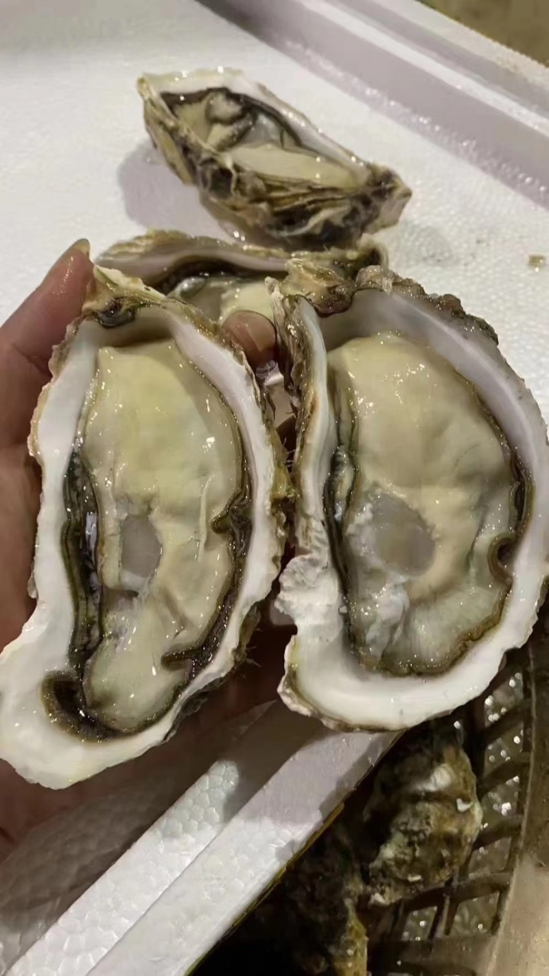 乳山生蚝鲜活批发带壳牡蛎水蚝海蛎子乳山精品三倍体