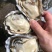 乳山生蚝鲜活批发带壳牡蛎水蚝海蛎子乳山精品三倍体
