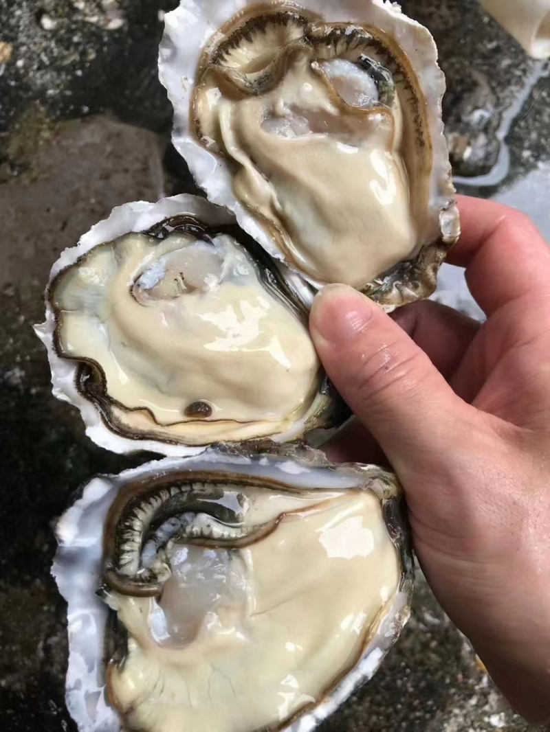 乳山生蚝鲜活批发带壳牡蛎水蚝海蛎子乳山精品三倍体