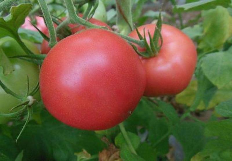 西红柿种子金粉西红柿籽种番茄四季蔬菜种子大棚田园基地用种